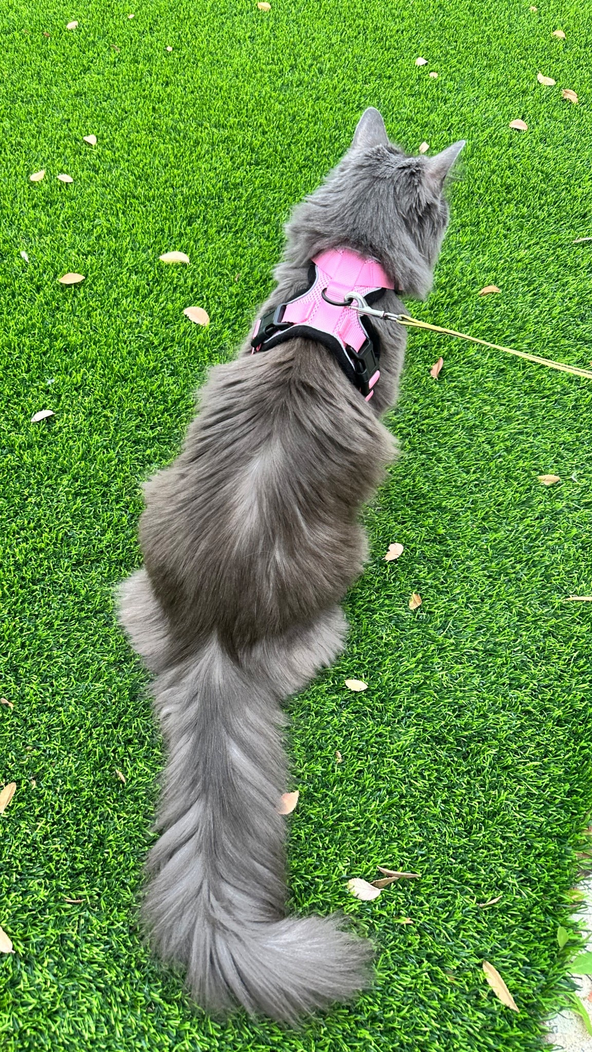 The best cat harness and comes in multiple colors 

#LTKBaby #LTKmomlife #LTKmorningroutine