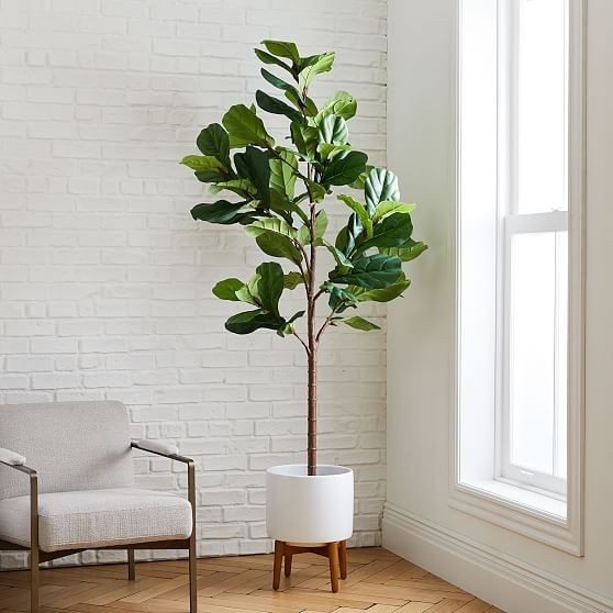 Faux Fiddle Leaf Fig Botanical + Turned Wood White Planter, Wide | West Elm (US)