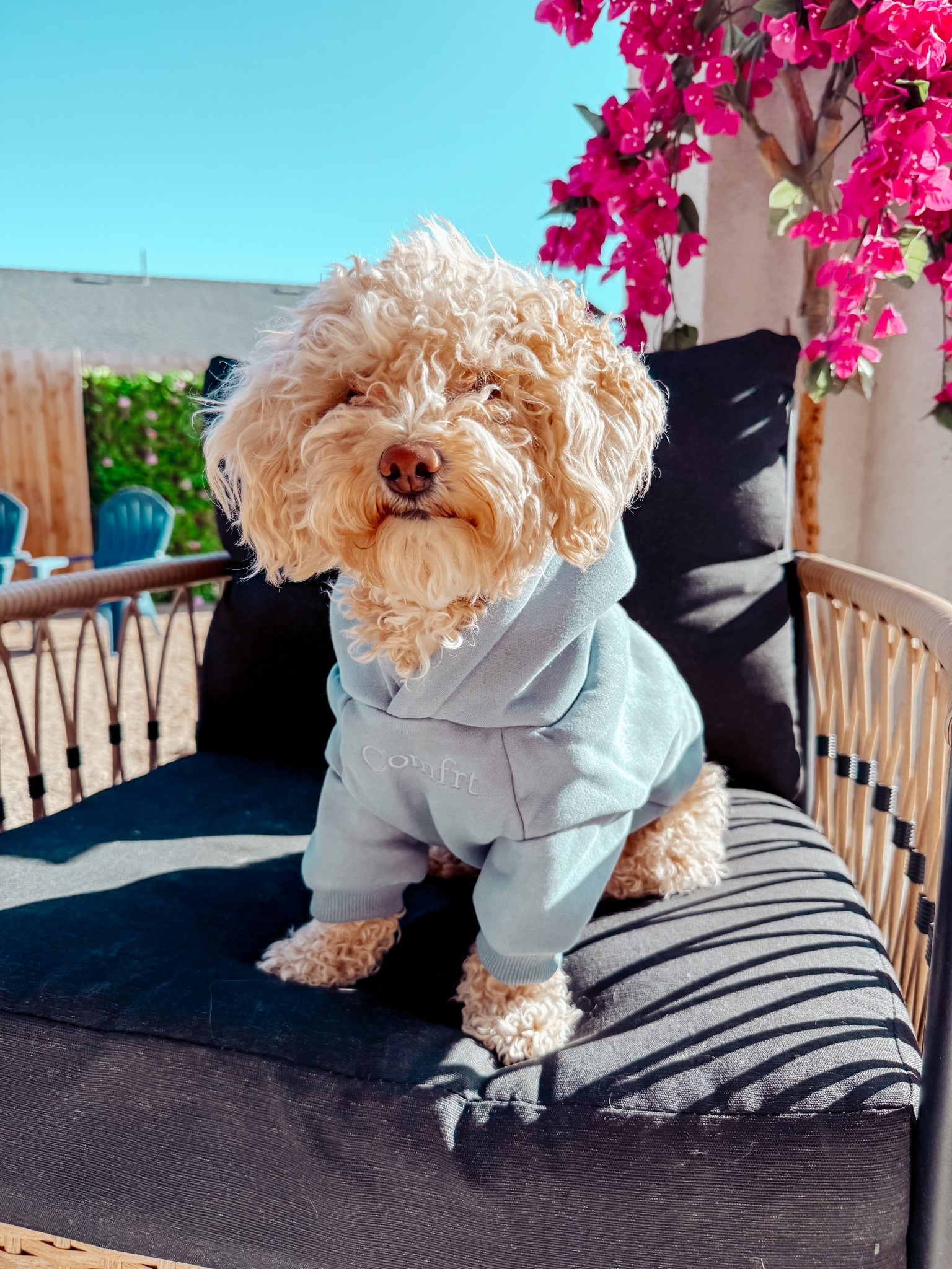 I actually can’t get over this cuteness 🤍 

Signature in sky size small 



#LTKFindsUnder50 #LTKPets #LTKSaleAlert