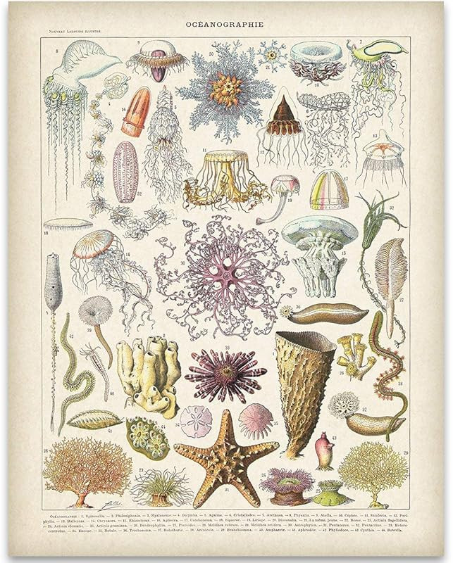 Vintage Crustaceancore Ocean Life Jellyfish Marine Biology Science Illustration Art Print by Meis... | Amazon (US)
