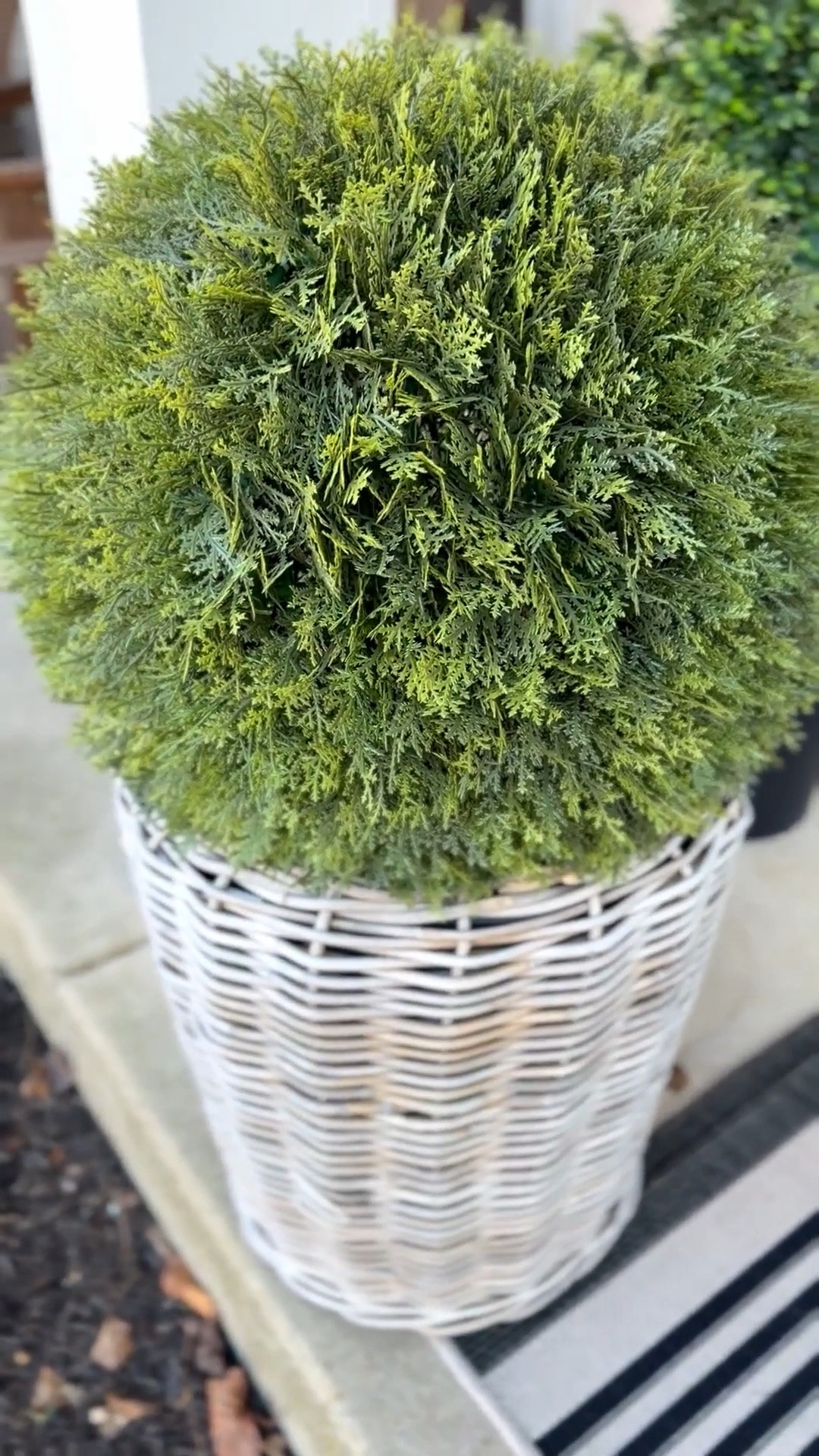 Faux is the way to go 🤍 these are gorgeous and such a good Walmart find. They’re big, heavy, and so beautiful. Already ordered more for the backyard around the pool 🙌🏼 high sellout risk… this is a must grab and they come assembled + fluffed ✨! 

Faux greenery. Bushes  

#LTKootd #LTKHome #LTKSeasonal