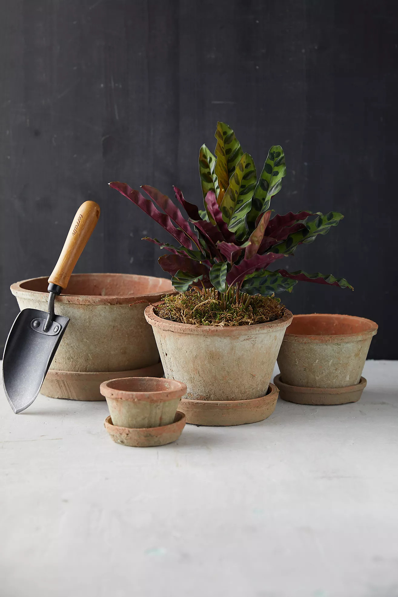 Earth Fired Clay Thin Rim Pot + Saucer Set | Terrain