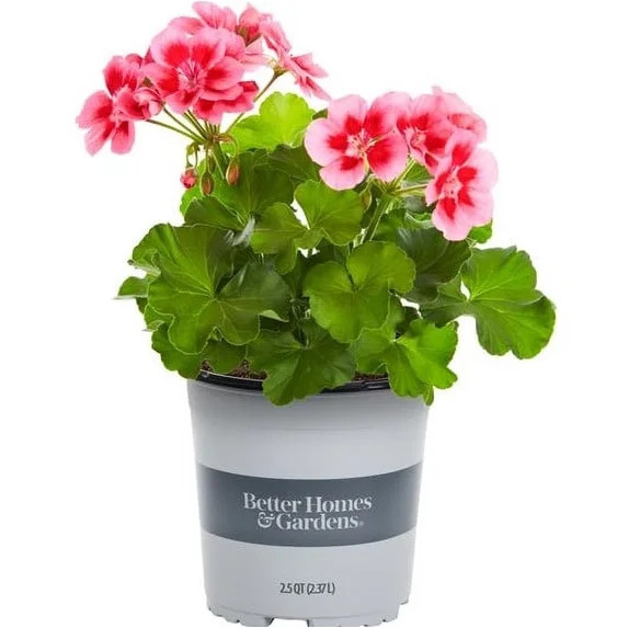 Better Homes & Gardens 2 Quart Multicolor Pink Zonal Geranium Annual Live Plants | Walmart (US)