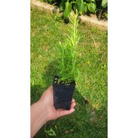 Rosemary, Herb, Live Plant, Kitchen Herbs, Culinary Plant, Helthy Plants For Sale | Etsy (US)