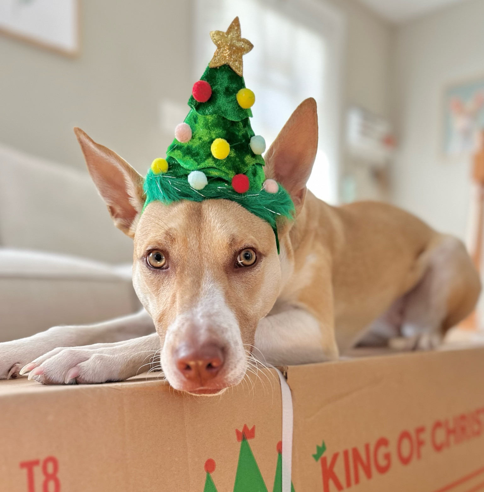 Elsie’s tree headband 

#LTKFamily #LTKHoliday #LTKSeasonal