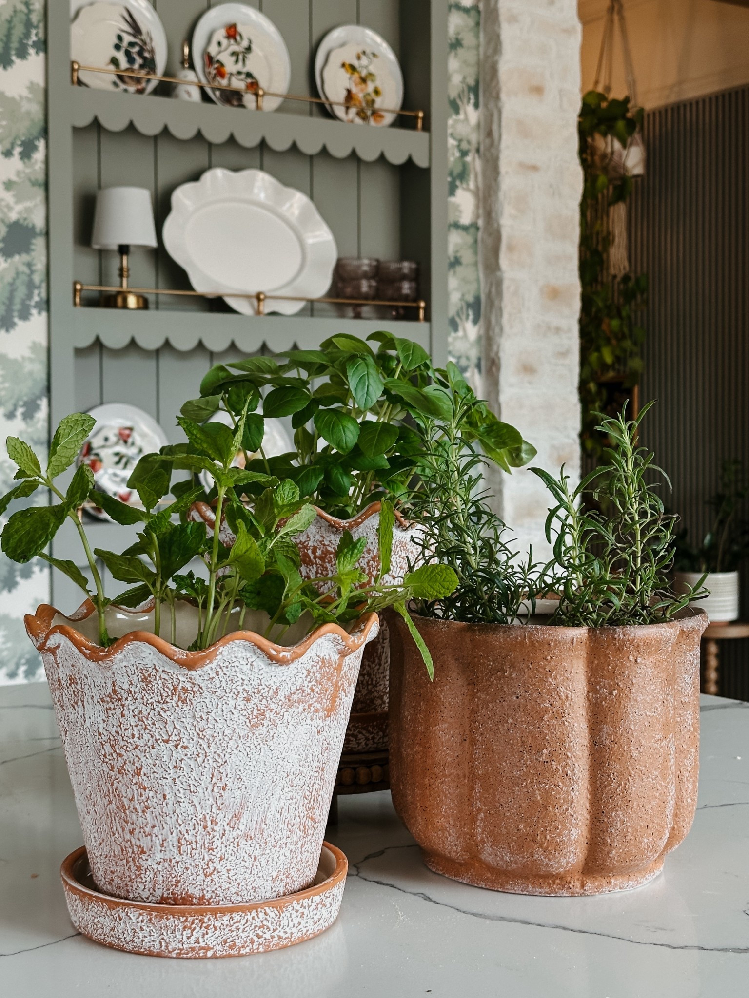 Getting the itch for greenery, growth, and everything spring promises! 

How cute are these little pots?! $15? Yes please!

#LTKSeasonal #LTKHome