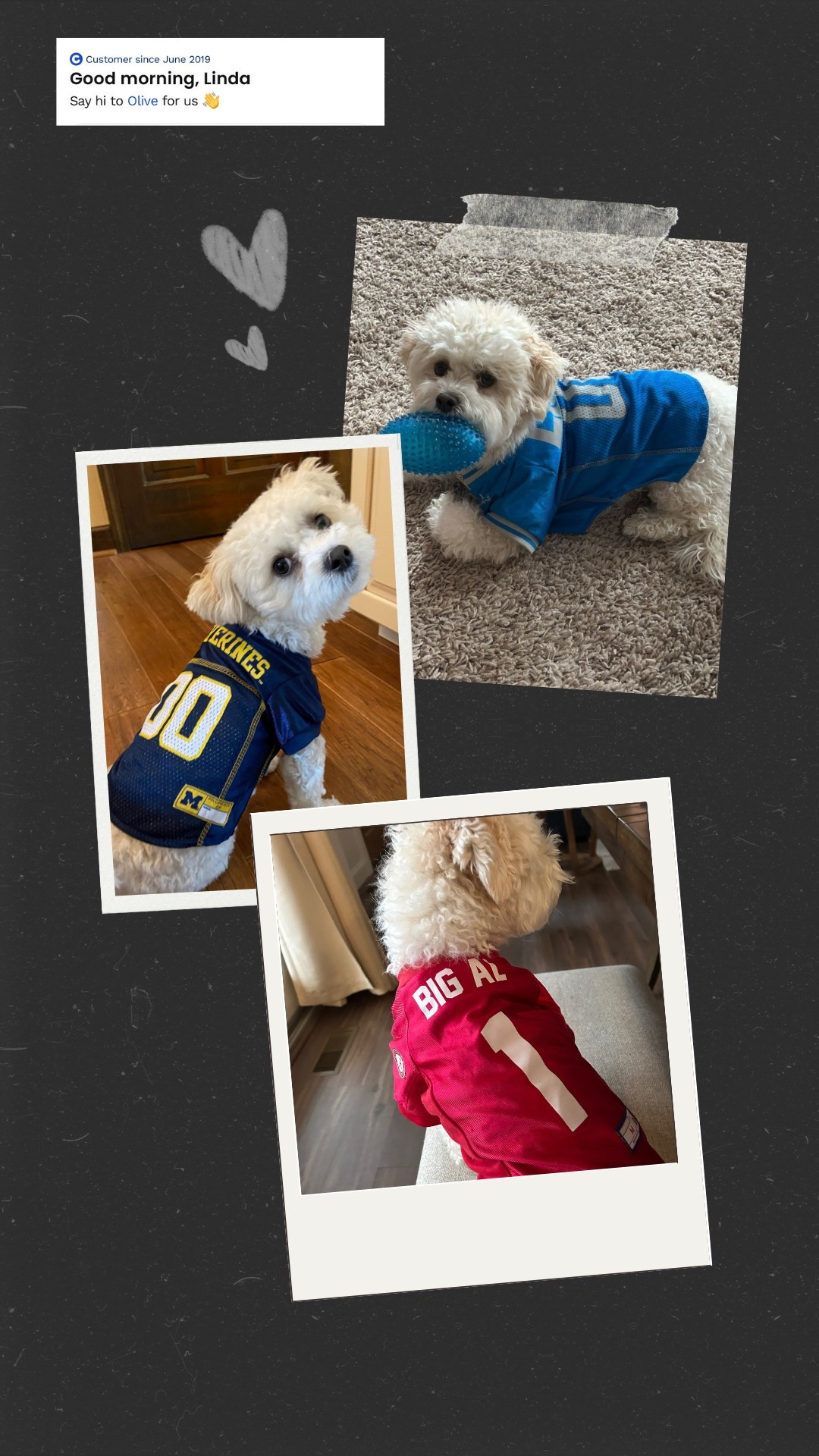 Oh, the wardrobe of Miss Olive. She really likes to cheer on her favorite teams, though. All of these adorable jerseys are available at Chewy!  And who wouldn’t love a company that gives you the  message (at the top of the photo) when you sign on?!
#maltipoo
#petjerseys
#rolltide
#goblue
#golions

#LTKPets #LTKStyleTip #LTKFamily