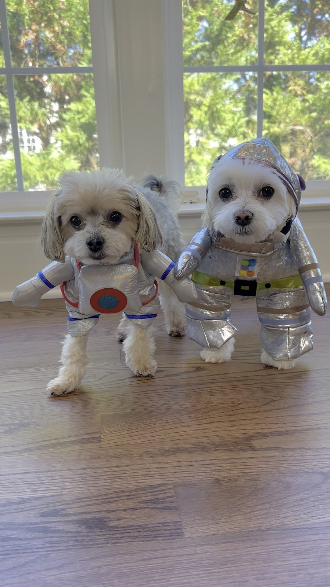 ʀᴏᴄᴋᴇᴛᴅᴏɢꜱ 🚀

#LTKHoliday #LTKSeasonal #LTKHalloween