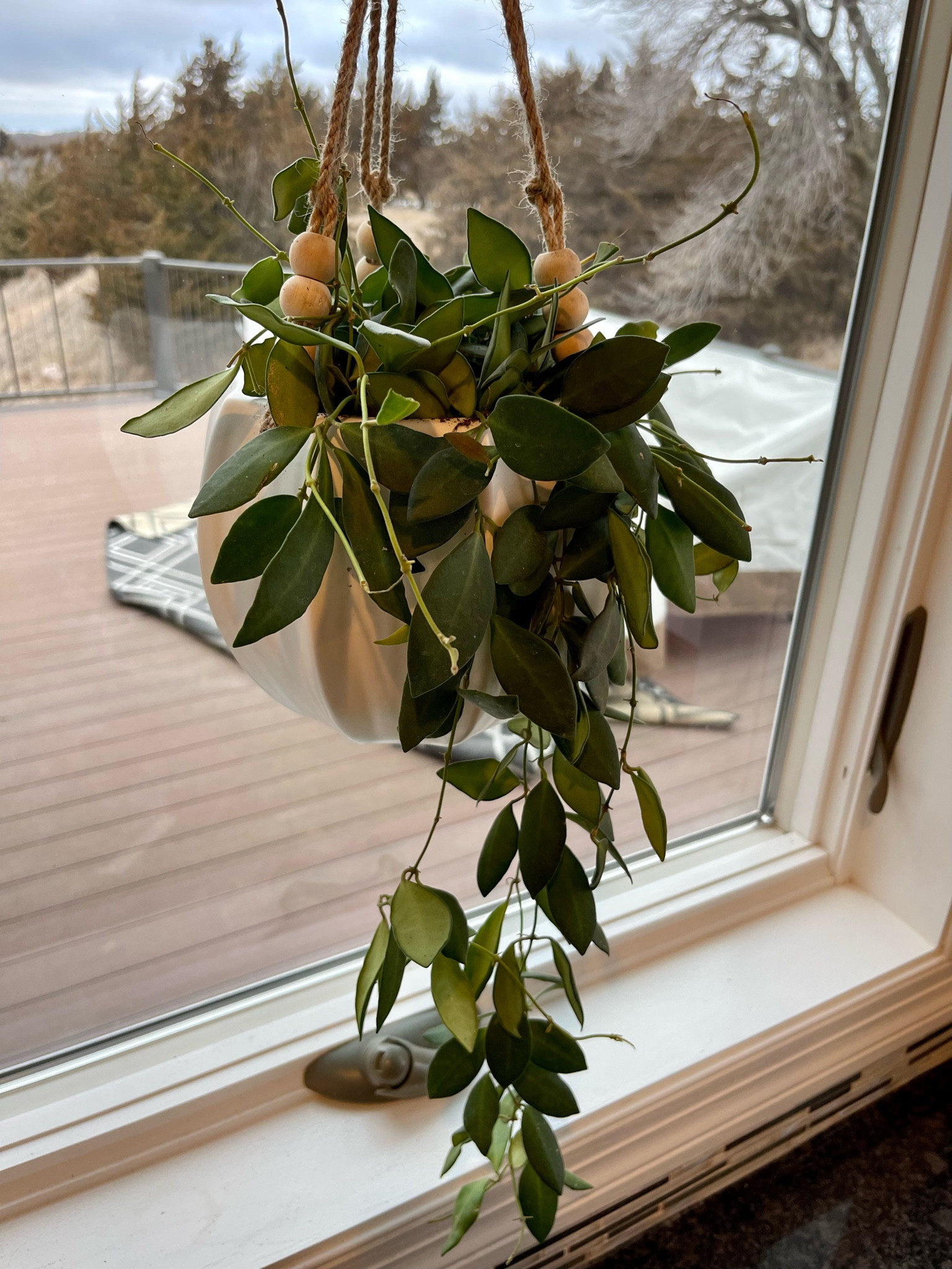 Everything I own to make my plants extra pretty!! 