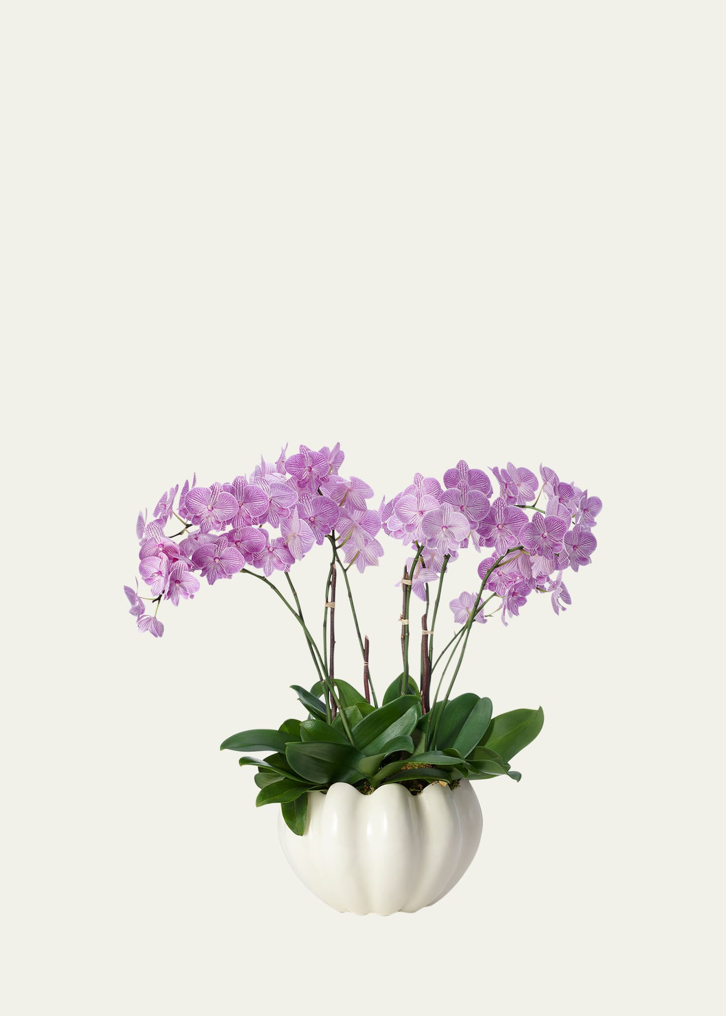 AERIN Mirabelle Cachepot | Bergdorf Goodman