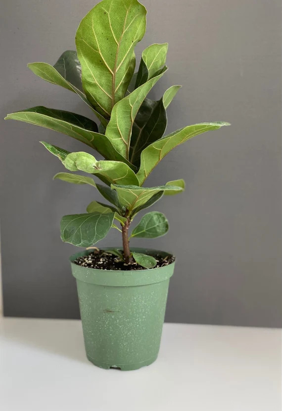 Fiddle Leaf Fig-ficus Lyrata - Etsy | Etsy (US)
