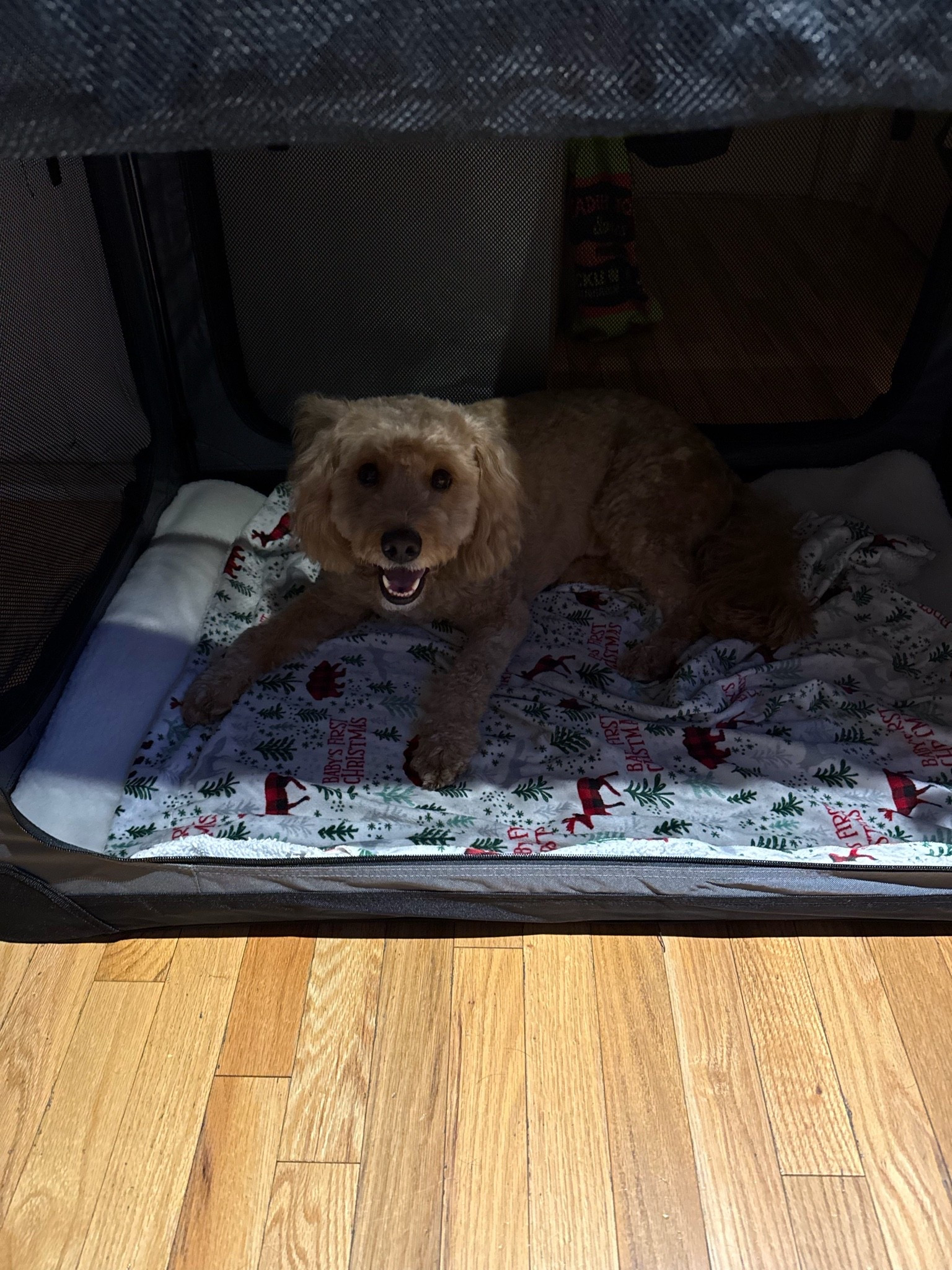 Taking the stress out of travel days with this portable dog crate 🐾 Easy to fold, easy to carry, and perfect for keeping your pup comfy on the go. #LTKPet #DogEssentials #PetTravel #DogMomFinds #AmazonPetFinds #PetMustHaves #TravelWithDogs

#LTKSeasonal #LTKHome #LTKTravel