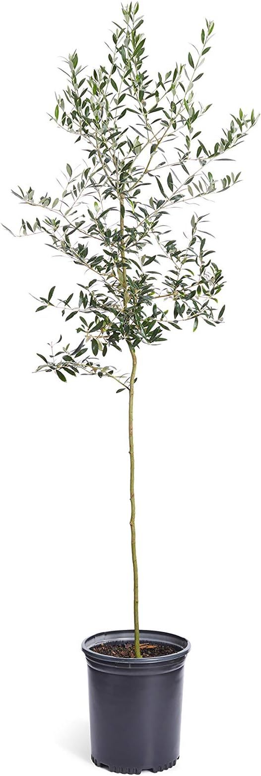 Brighter Blooms Arbequina Olive Tree 4-5 feet Tall - Get Olives 1st Year with Large Olive Trees -... | Amazon (US)