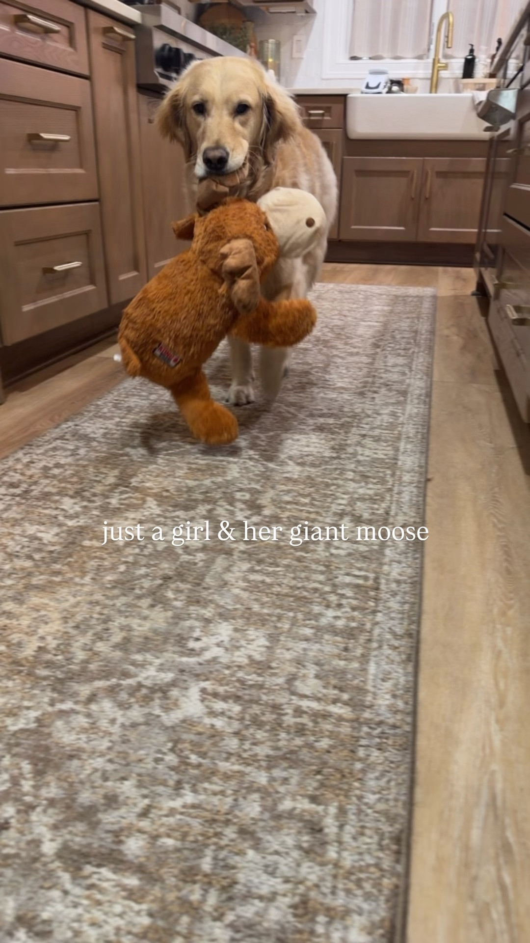 Kollyns & her new favorite toy - MR. MOOSE🫎😂🐾 

Golden retriever / dog faves / pet / Holley Gabrielle 

#LTKdayinmylife #LTKKids #LTKFindsUnder50