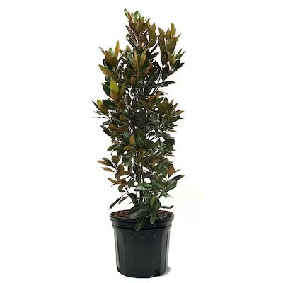 Southern Planters White Flowering Little Gem Magnolia Tree In Pot (With Soil) | Lowe's