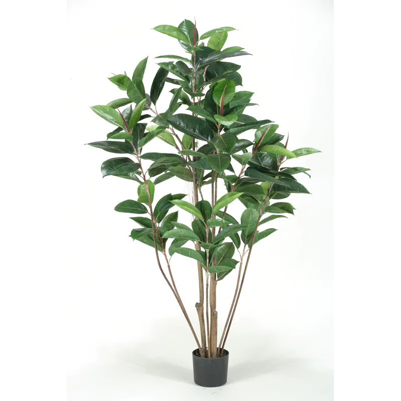 Three Posts Potted Rubber Tree | Wayfair | Wayfair North America