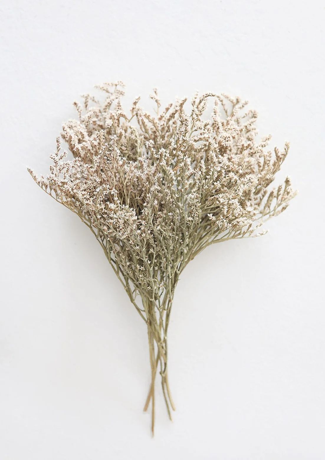 Natural German Statice | Dried & Preserved Flowers | Afloral.com | Afloral