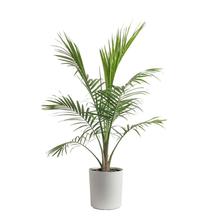 Costa Farms Plants with Benefits Live Plant Green Majesty Palm Plant in 10in Decor Pot | Walmart (US)
