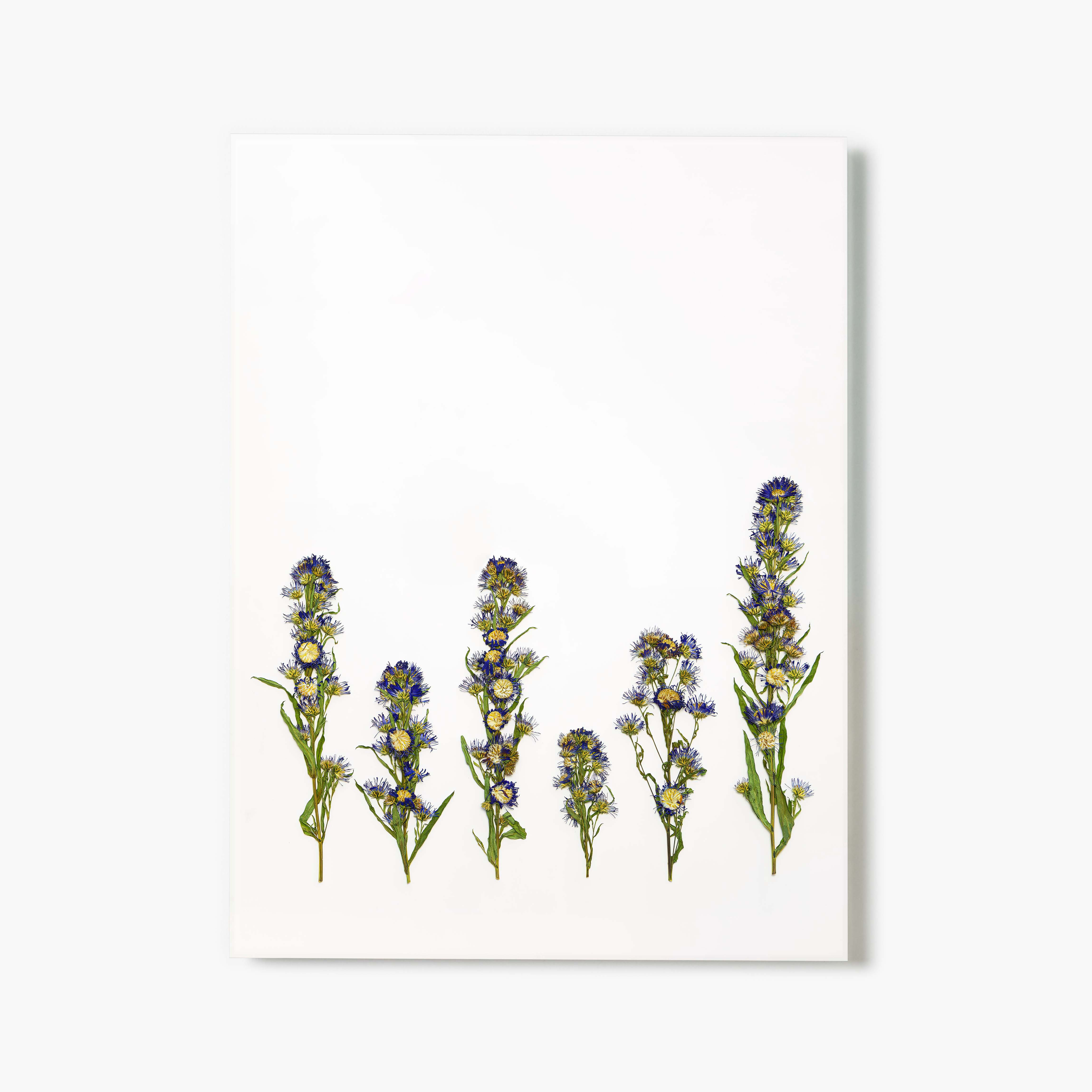 September Aster Pressed Floral Print | Fracture