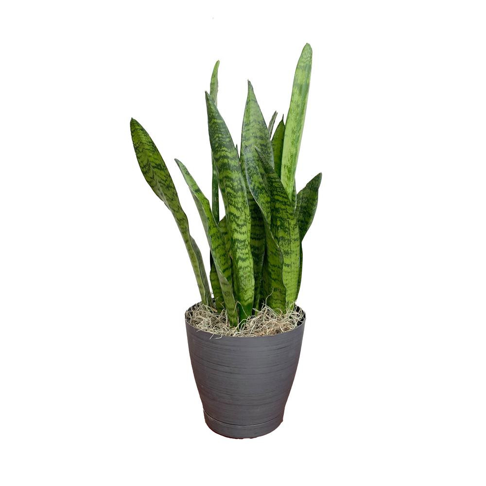 Vigoro 6 in. Sansevieria Snake Plant in Black Décor Pot | The Home Depot