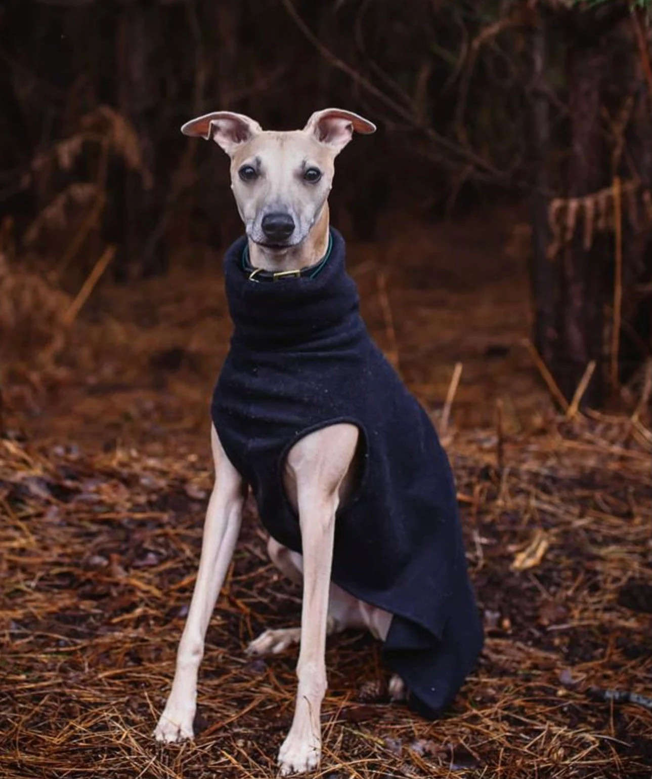 Greyhound and whippet,sighthound fleece jumpers / Sleeveless Sweater/pullover/vest | Etsy (US)