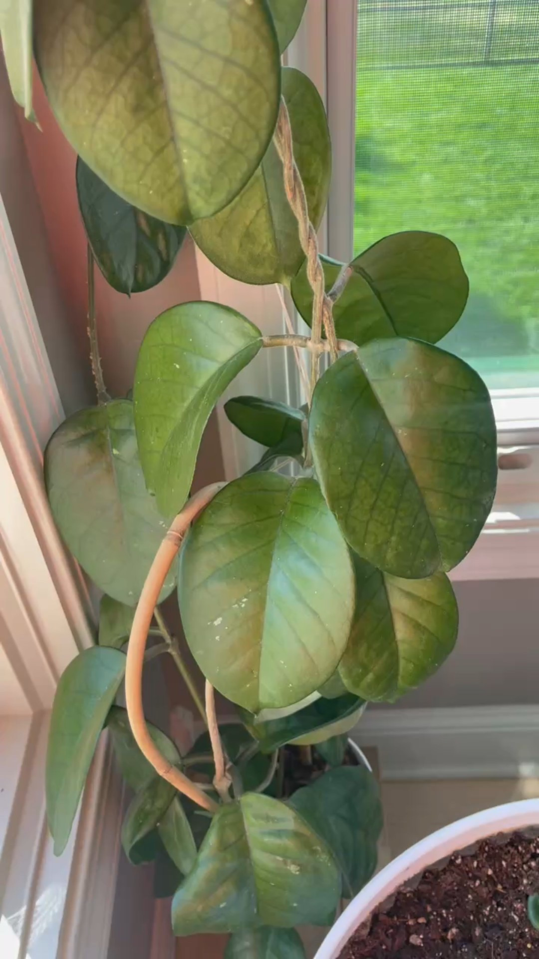 My #hoyafungii it’s a complete beast! It is completely taken over my south & west corner windows. Clearly, it knows all about prime Real Estate.

Liz’s personal care experience only…every environment is different:
🪴Name: Hoya fungii
🪴Light: south & west windows
🪴Water: when dry
🪴Avg Temp last 30 days: 74F
🪴Relative Humidity last 30 days: 45%
🪴Fussy: not for me
🪴Rate of growth: medium 
🪴Rareness: not commonly found in stores, but in a lot of private collections lately.
🪴Pot size: 6” pot
🪴Potting Mix: Sol Soils Housplant mix
🪴Fertilizer: I apply a nutrient-rich fertilizer tailored for Hoyas approximately every other watering when the plant isn’t dormant. It’s packed with essential macro and micronutrients, it’s the best I’ve found for hoyas!🪴
🪴Rooting Method: in my custom coco coir mix in a clear plastic prop box on top of a heat mat, under a strong grow light.
🪴Time In My Care: 5 years 
🪴Would Liz recommend this one: yes

#ilovehoyas #hoyacollector #hoyahead #hoyaappreciation #hoyacollection #plantsmakemehappy #ihavethisthingwithplants #hoya

#LTKFindsUnder50 #LTKHome #LTKFindsUnder100