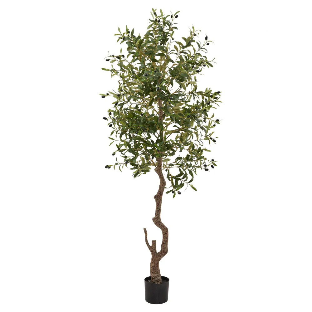 Calabria Large Olive Tree | Olivia's