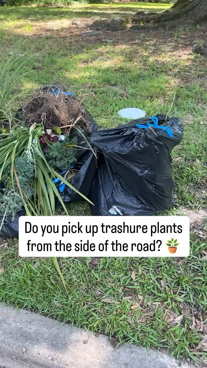 Do you pick up “trashure” plants from the side of the road? 🌱😂 What do YOU do when you spot plants on the curb?
-
-
-
-
gardening, plants, home, spring, flowers

#LTKSeasonal #LTKHome