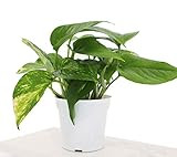 Houseplant Homestead Golden Pothos, Epipremnum Aureum, Mild Gold Green Variegated Leaves, Live Indoo | Amazon (US)