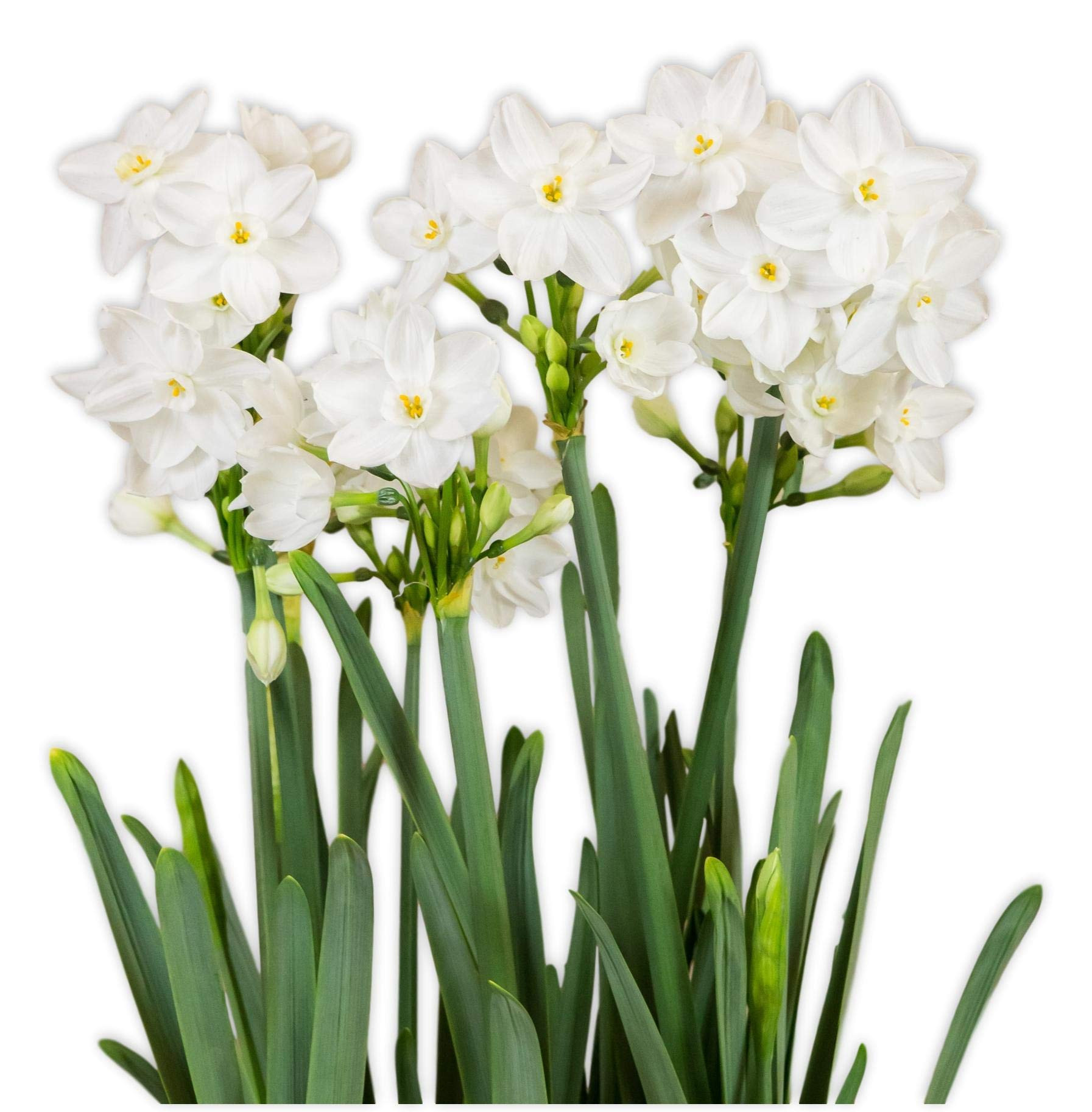 Easy to Grow Narcissus Paperwhite 'NIR' Plant Bulbs (10 Pack) - Large Flower Bulbs for Indoor Forcing at Home, Fragrant Holiday Blooms | Amazon (US)