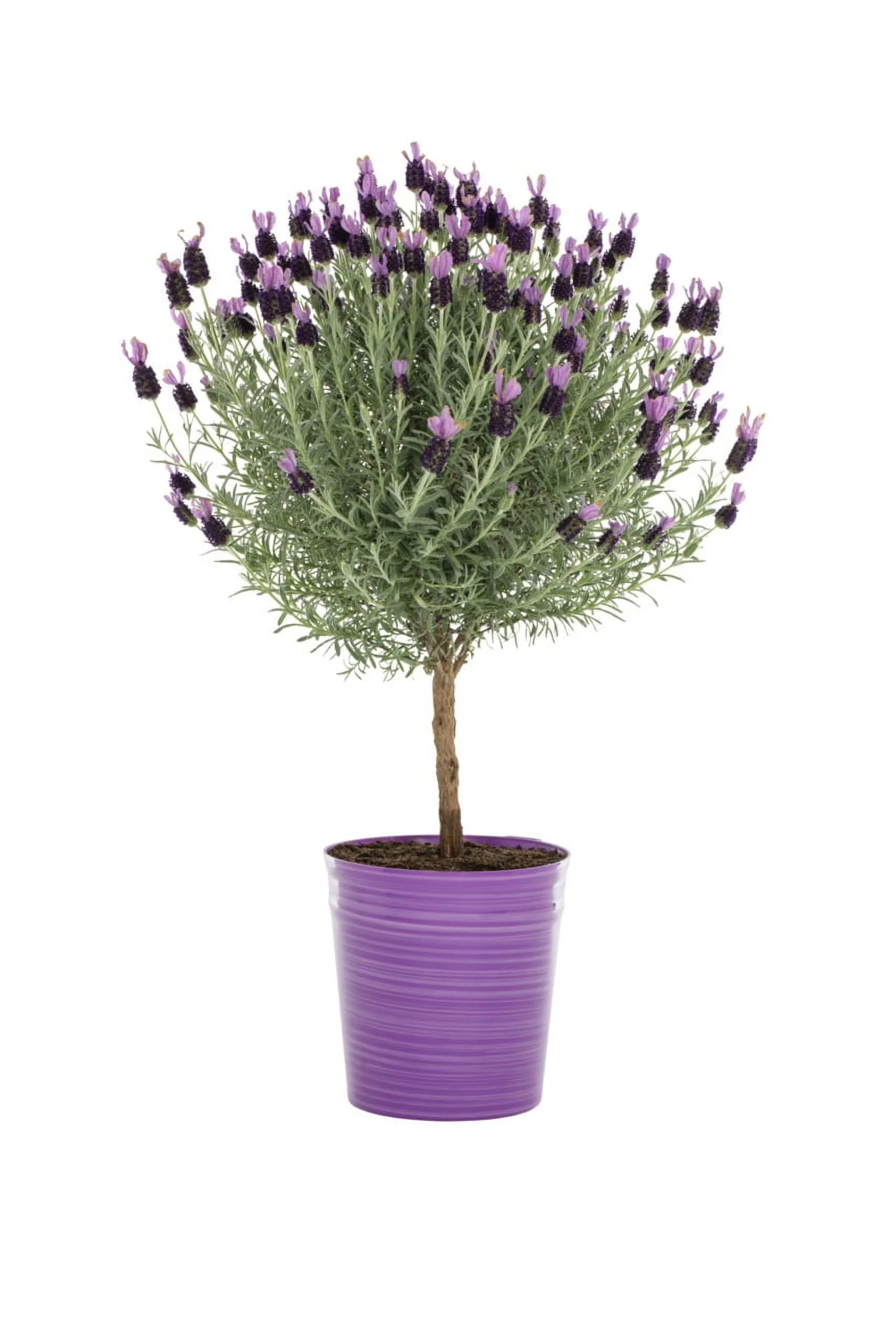 Expert Gardener 2.5QT Purple Lavender Live Tree Plant Decorative Pot Sun | Walmart (US)
