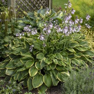 national PLANT NETWORK Bare Root Fortunei Aureomarginata Hosta Perennial Plant with Green Foliage... | The Home Depot