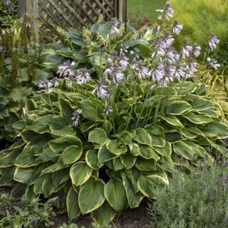 national PLANT NETWORK Bare Root Fortunei Aureomarginata Hosta Perennial Plant with Green Foliage... | The Home Depot