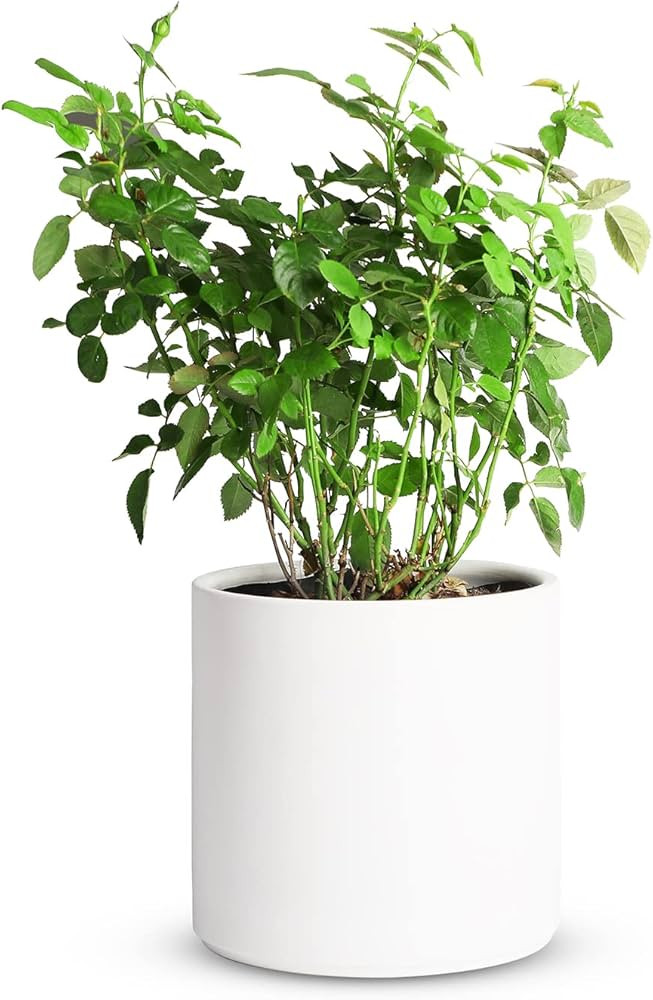 Mozing Ceramic Plant Pots Indoor - Garden Planter Pot for Planting - Modern Flower Pots with Drai... | Amazon (US)