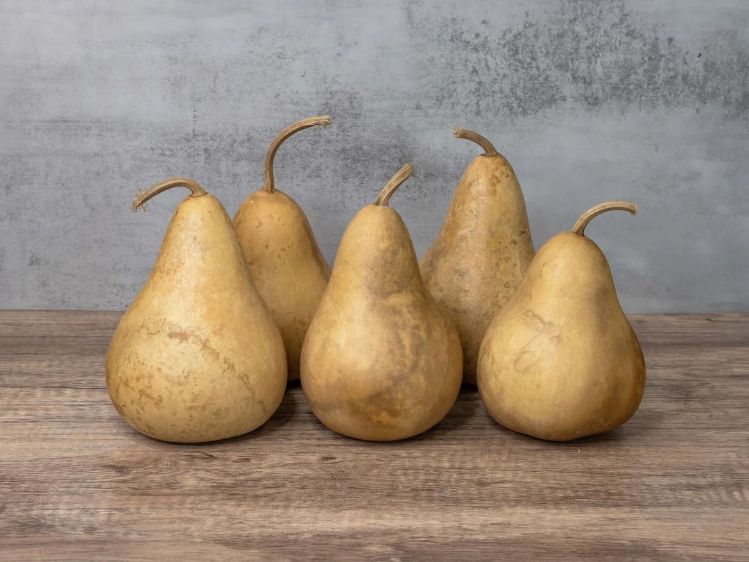 Box of 5 Dried Martin Gourds 4 Diameter - Etsy | Etsy (US)