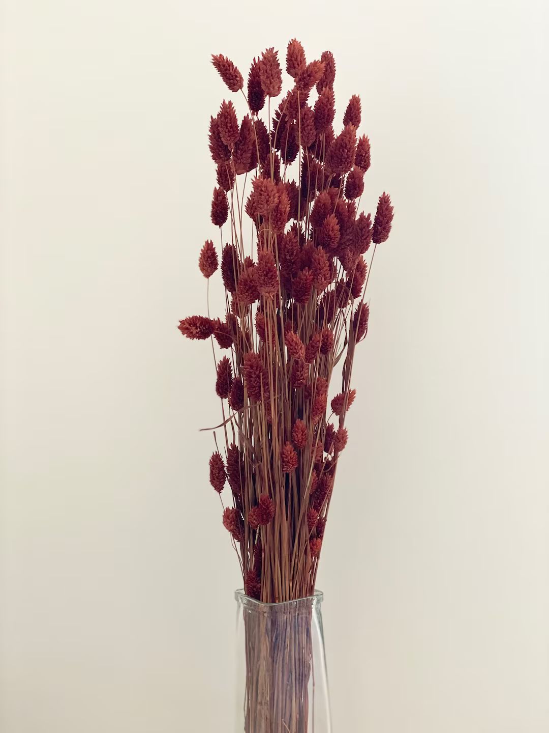 Rust orange Dried Flowers-Dried long stems Phalaris | Etsy (US)