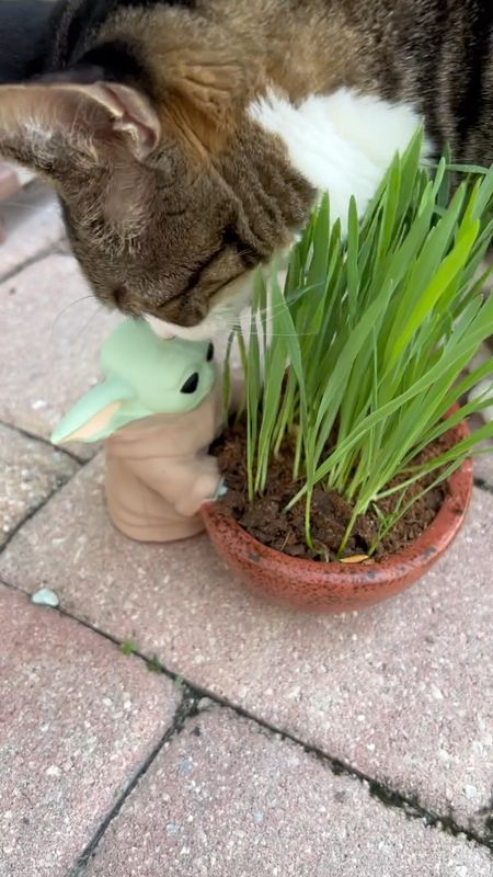 This video was going to be labeled “the kitties try their new cat grass” but it became apparent when editing the video that Louis pretty much pushed Olivia out of the way 😹 

I’ll trim some of the cat grass for her and Emory since Louis is bad at sharing 😹

Get the Baby Yoda Cat Grass: 

#LTKfamily #LTKSeasonal #LTKhome