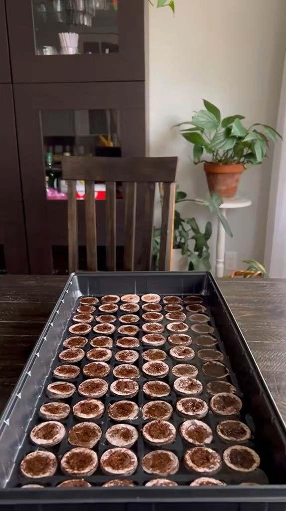 Start your garden easy in the Jiffy Greenhouse!

#LTKSeasonal #LTKHome #LTKFamily