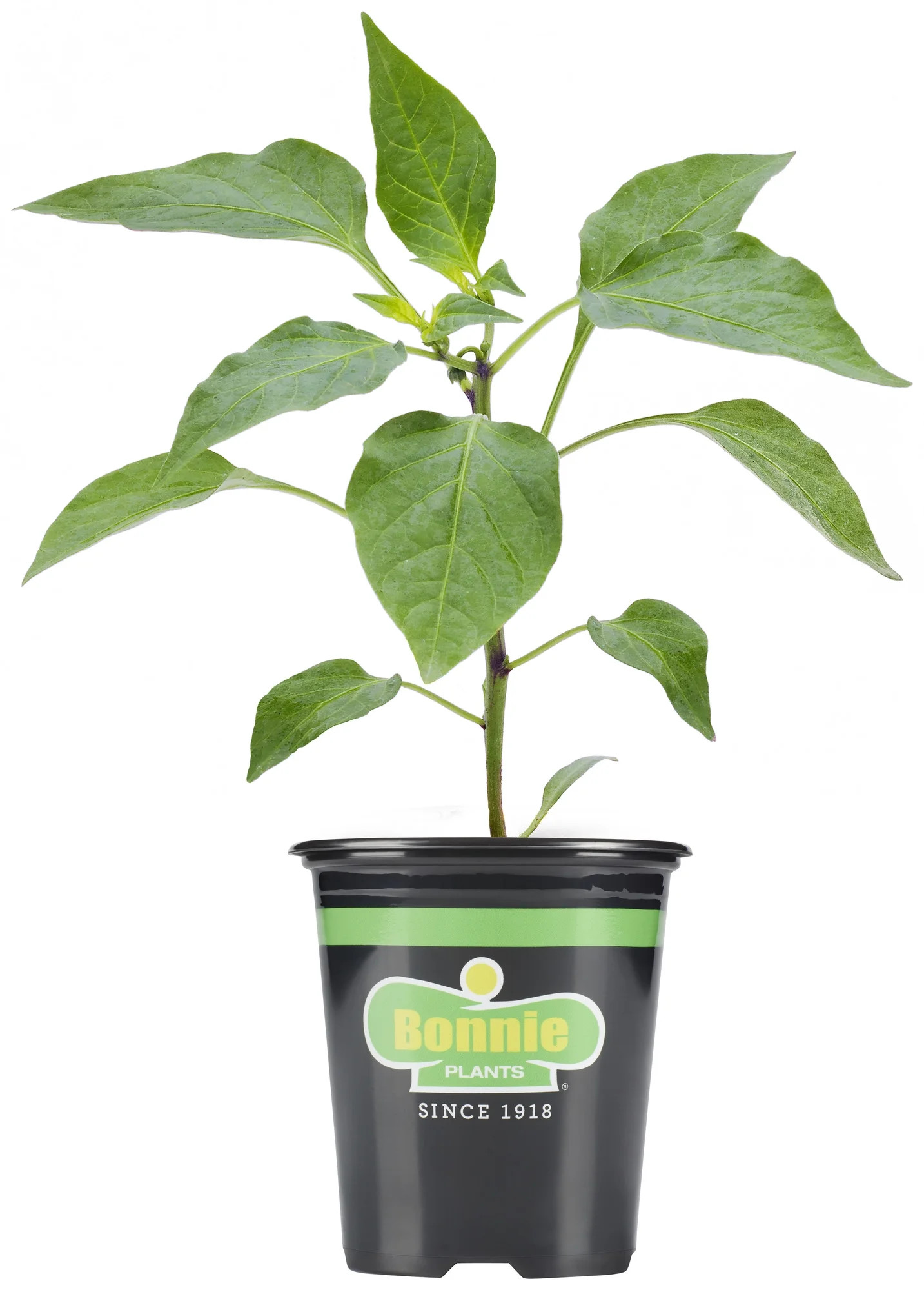 Bonnie Plants Red Bell Sweet Pepper 19.3 oz. | Walmart (US)
