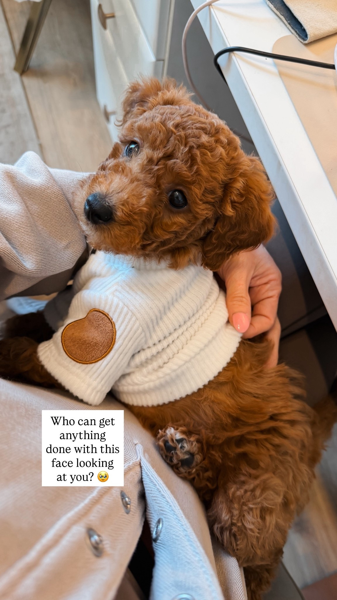 New puppy. New sweater. 🐾🐶

Dog mom, pet supplies, dog sweater

#LTKValentine #LTKdayinmylife #LTKmomlife