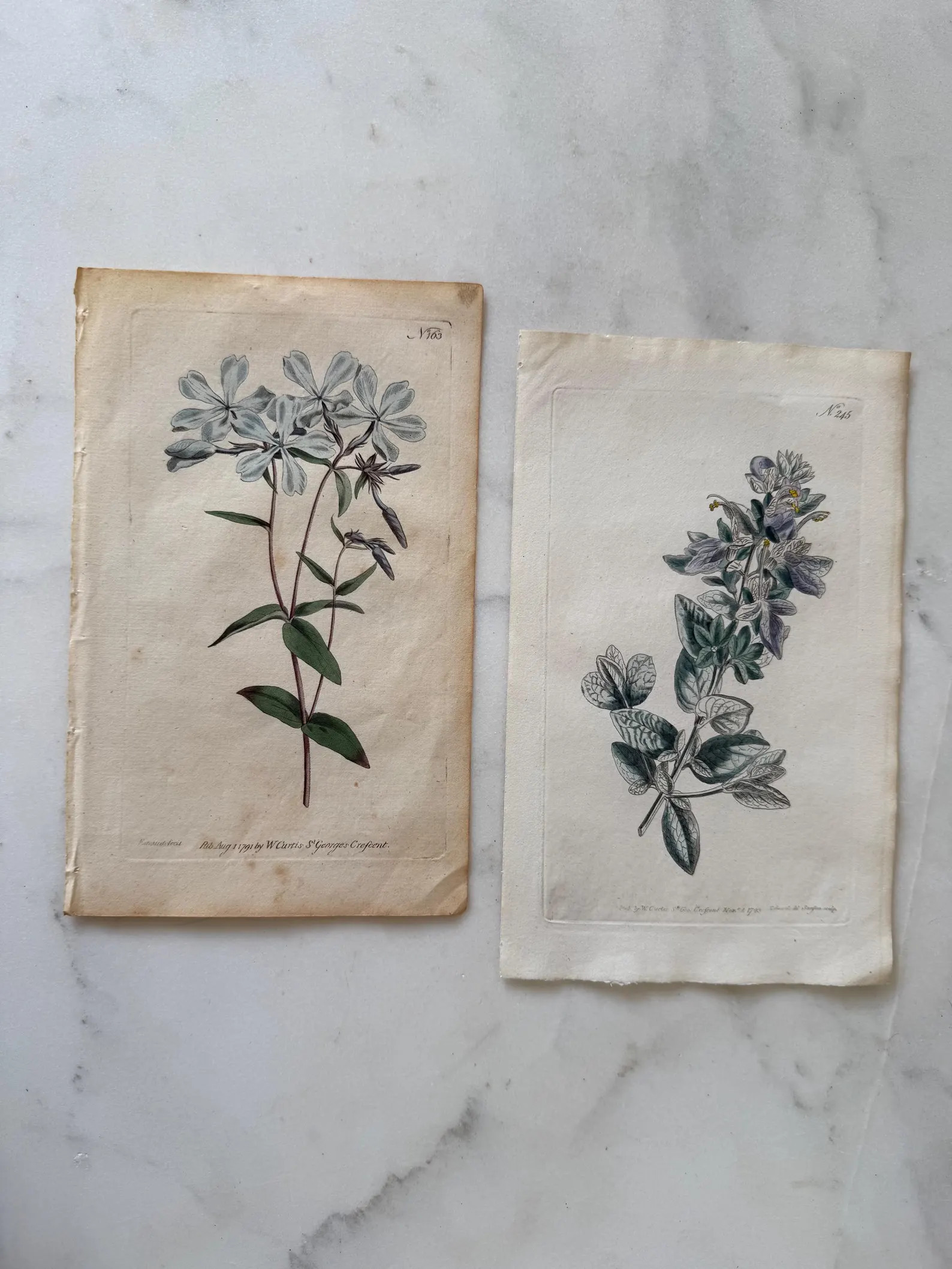 Vintage Pair of Floral Lithograph | Etsy (Global)