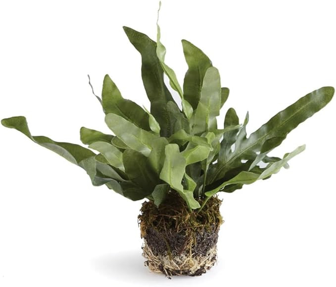 Napa CC 8.5" ECHEVERIA Fern Drop-in, 10x8x11 Inches | Amazon (US)