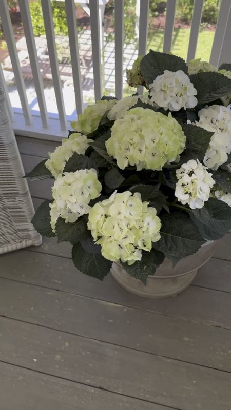 Our porch planters this spring! Can’t wait for the pollen to be gone so I can enjoy our furniture! 

#LTKSeasonal #LTKhome #LTKstyletip
