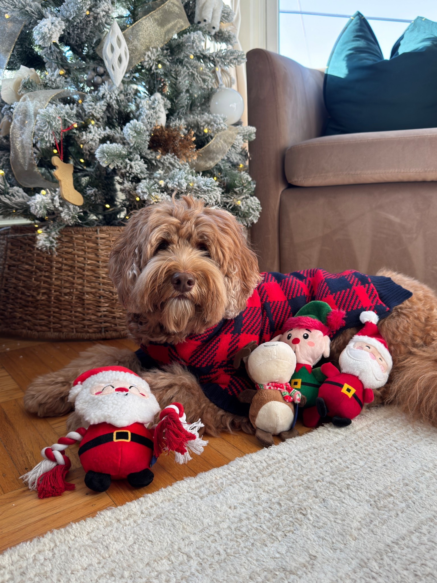 Hi friends it’s me Hudson!! Mom surprised me with holiday goodies from @chewy #chewypartner 🎄🎅🏼My mom is going to link all my holiday favorites and my every day must haves on her LTK! 

Chewy has their entire holiday collection on the app to order all the festive toys, treats, and apparel for me and all my furry friends! They have so many different brands on Chewy and the shipping is always so quick! Right now you can spend $100, Get a $30 e-gift card off your Chewy Purchase.