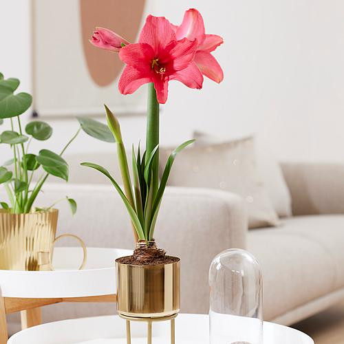 Van Zyverden Pre-planted Amaryllis Pink Flush with Iron Bulb Planter | HSN