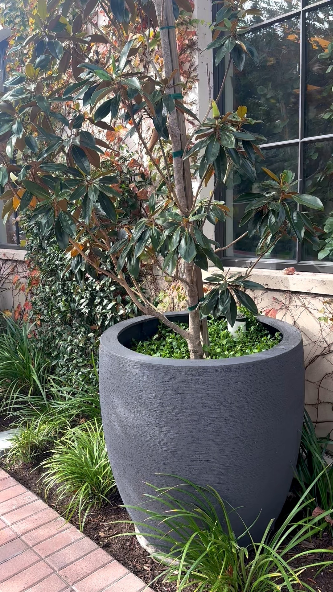 Fresh greenery, timeless form. A well-chosen planter makes all the difference.

#planter #indoorplants #greendecor #homestyling #designdetails #plantlove

#LTKHome #LTKSeasonal #LTKHoliday