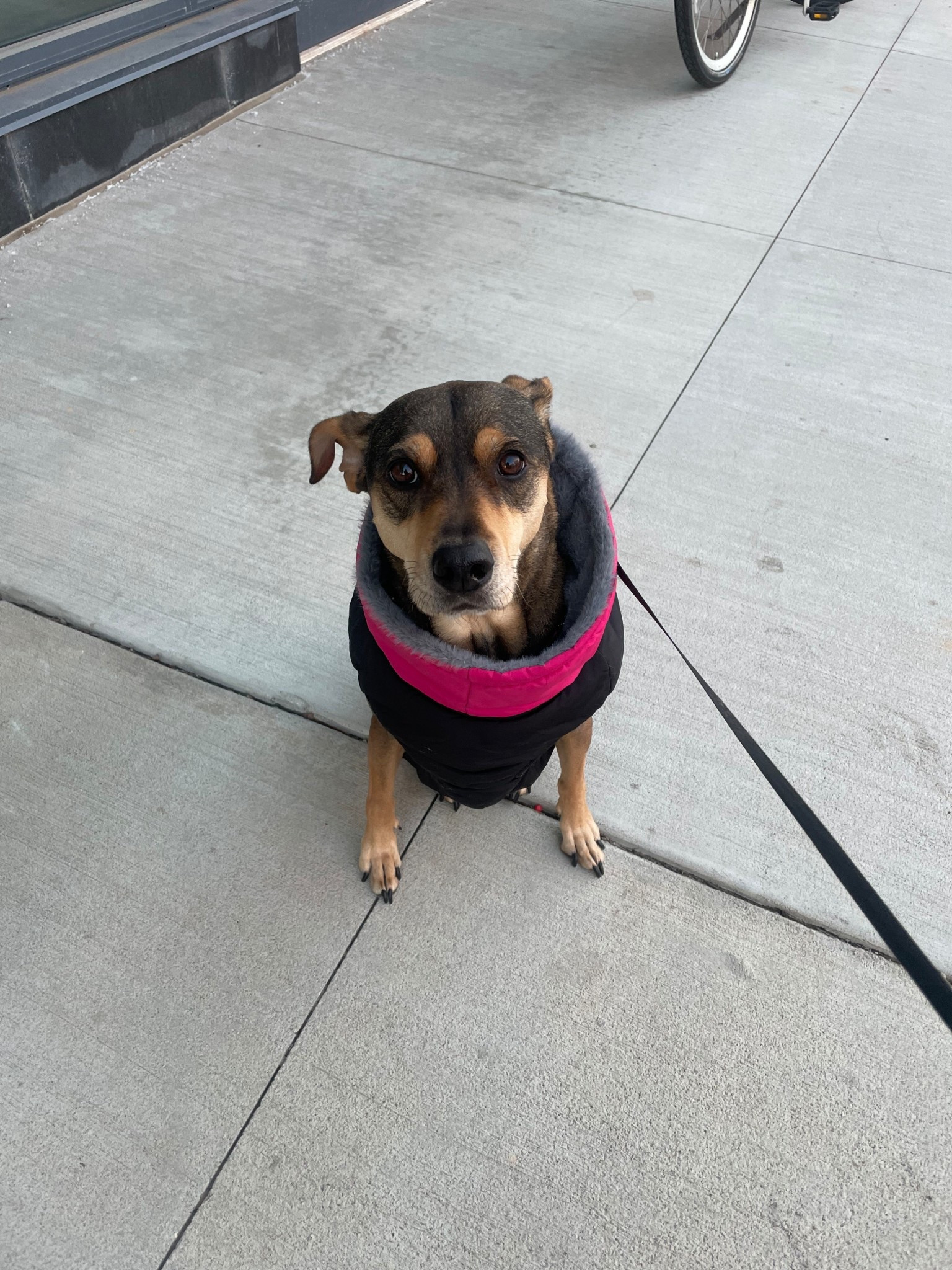 Perfect winter coat for dogs!! It keeps them so warm and cute 

#LTKmomlife #LTKSeasonal #LTKootd