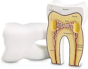 Learning Resources Cross-Section Tooth Model | Amazon (US)