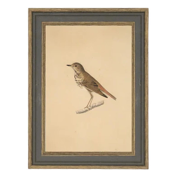 Petal Lane Bird Print | Scheels