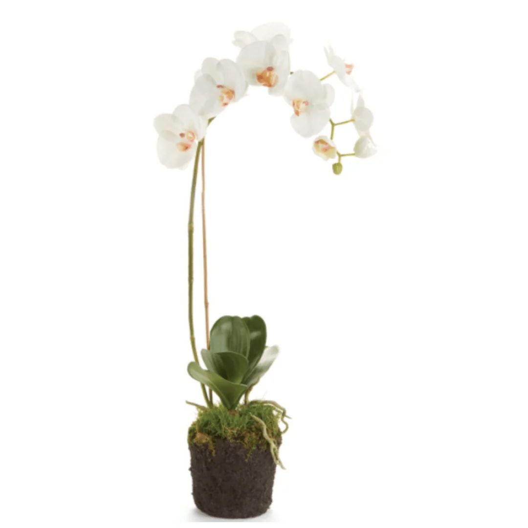Phalaenopsis Orchid Drop-In | Megan Molten